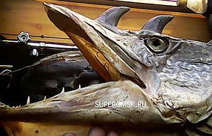В Омской области рыбак выловил двух щук-мутантов с рогами