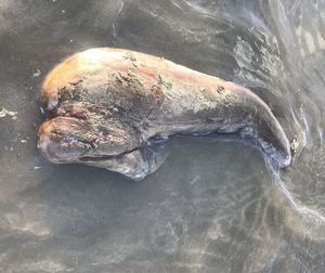 Останки неопознанного существа выбросило на пляж в Австралии
