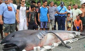 Жители деревни боятся конца света, после того как из моря выбросило чудо-юдо