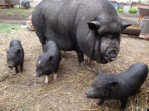 В украинском селе домашние свиньи сожрали своего хозяина-пенсионера