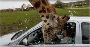 жираф в сафари-парке разбивает головой окно автомобиля
