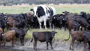 Австралийский фермер вырастил быка-гиганта и теперь не знает, что с ним делать