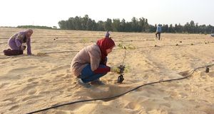 Египетское чудо: как в Египте вырастили более 200 гектаров леса посреди пустыни