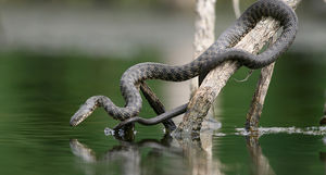 Змеи-рыболовы: как охотится водяной уж