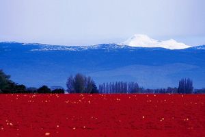 Александр роджерс: объединяться ради сопротивления хищникам