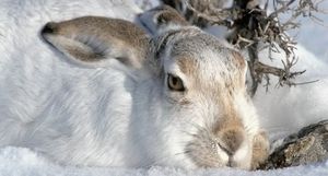 Зайцы удивили мир: ученые выяснили, что они едят животных