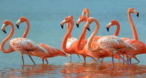 Почему фламинго розового цвета, и чем их кормят в зоопарках, чтобы они не побледнели