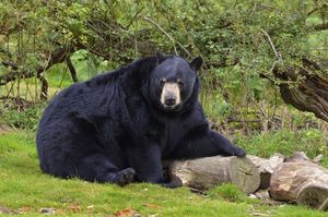 В США нашли пропавшего мальчика, который уверяет, что его спас медведь