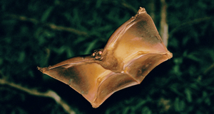 Шерстокрылы — потрясающие звери, которые почти научились летать