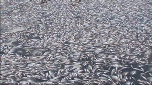 К побережью Германии море прибило тысячи обезглавленных рыб