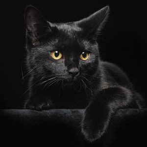 История о мести чёрного кота