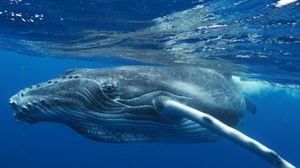 Ученые в тупике — найден мертвый кит посреди бразильского леса, видео