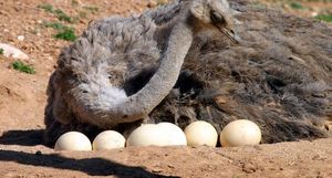 Зачем самки африканских страусов высиживают чужих птенцов