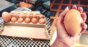 Фермер нашел гигантское яйцо под курицей. Содержимое удивило не только его