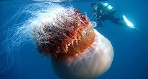 Арктическая цианея — самая большая медуза в мире