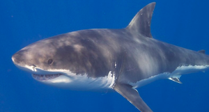 10 мест в мире, где можно увидеть больших белых акул в действии