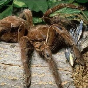 Огромный паук впервые поймал и съел опоссума на глазах ученых
