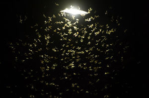 Почему мотыльки летят на свет?