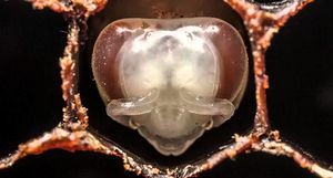 Пчелы-кукушки: даже среди пчел встречаются наглые тунеядцы