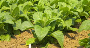 Генетики модифицировали растение табак, но все это ради здоровья