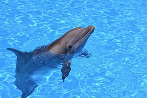 Минкульт хочет запретить насмехаться над дельфинами и подпускать к ним пьяных