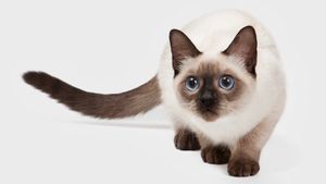 Породы кошек с голубыми глазами. Колор-пойнты и их потомки