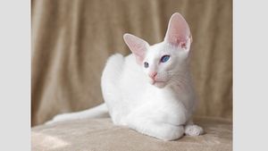 Породы кошек с голубыми глазами. Часть 2: белоснежки и мутанты
