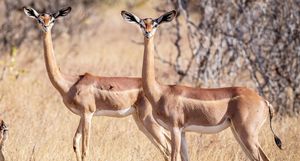 Антилопа геренук — «инопланетное» существо в африканской саванне