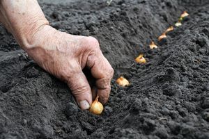 Как сажать лук, чтобы получить хороший урожай