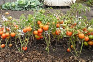 Обычно в средней полосе помидоры выращивают в грунте через рассаду. Но можно провести эксперимент и посадить томаты безрассадным способом