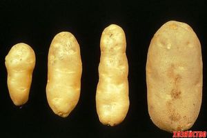 Почему клубни картофеля стали веретеновидными