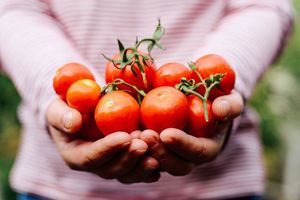 Эксперт: 100 килограммов томатов за сезон — не роскошь для умелого дачника