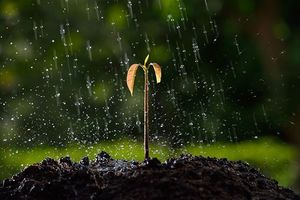 Биолог и агроном объяснил, почему саженцы и рассаду нужно обязательно поливать при посадке, даже если в это время идет дождь