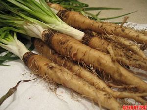 Овсяный корень – необычная морковь