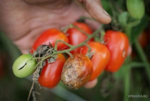 Эффективные способы борьбы с фитофторой на томатах.  Советы с интернет-форумов