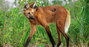 Гривистый волк: странное животное с головой лисицы и очень длинными ногами