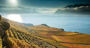 Террасовые виноградники Лаво в Швейцарии, которые основали еще древние римляне