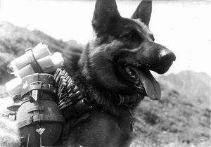 «Собачья атака»: как 150 служебных псов остановили наступление фашистов