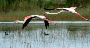 Исимангалисо — рай для птиц и зверей на юге Африки