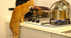 30 способов использования котов в хозяйстве