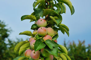 Сегодня 95% колонновидных яблонь, продающихся в стране, – грубая подделка