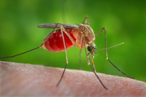 Нравится ли комарам пить кровь пьяного человека?