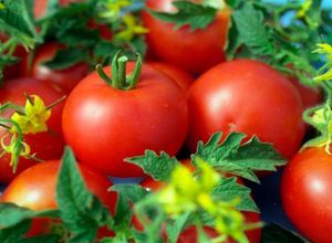 Как собрать двойной урожай скороспелых томатов