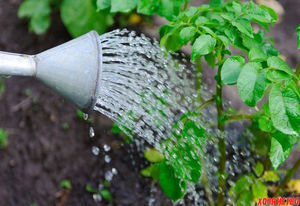 Как поливать: под корень или дождеванием?