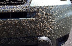 Народная методика: Лучший способ очистки кузова автомобиля от насекомых