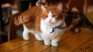 Манчкин – порода кошек с короткими лапами. Описание и фото породы кошек манчкин