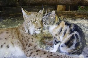 Большой друг маленькой Дуси. В Ленинградском зоопарке кошка дружит с рысью