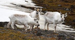 Как живется самым маленьким в мире северным оленям на Шпицбергене