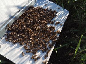 Массовая гибель пчел в России