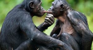 Маменькин сынок: как самки бонобо устраивают личную жизнь своих сыновей
